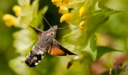 Kolibrievlinder- 01